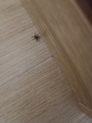 Lycosidae