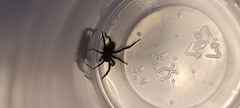 Lycosidae