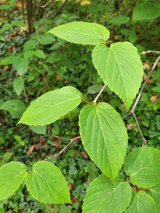 Viburnum setigerum