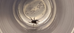 Lycosidae