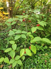 Viburnum setigerum