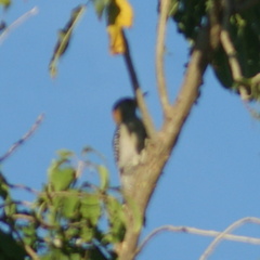Melanerpes