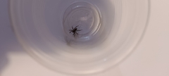 Lycosidae