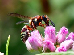 Euodynerus annulatus