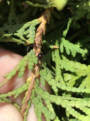 Chilocorus bipustulatus