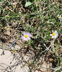 Symphyotrichum divaricatum