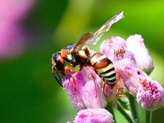 Euodynerus annulatus