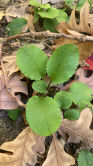 Packera obovata