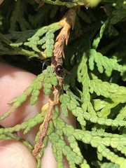 Chilocorus bipustulatus