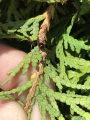 Chilocorus bipustulatus