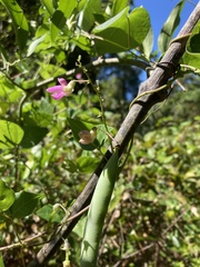 Phaseolus polystachios