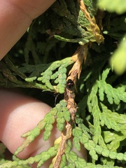 Chilocorus bipustulatus