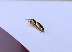 Sassacus