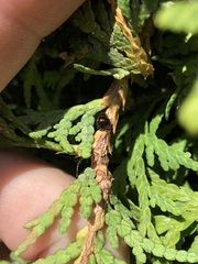 Chilocorus bipustulatus