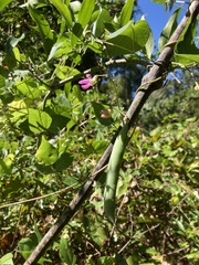 Phaseolus polystachios