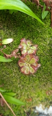 Drosera admirabilis