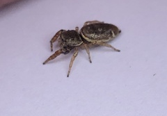 Sassacus