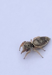 Sassacus