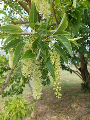 Phytolacca dioica