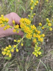 Solidago rigida