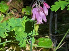 Dicentra formosa