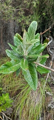 Hermas villosa