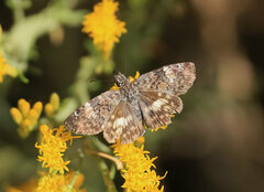 Chiomara georgina