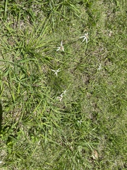 Rhynchospora nervosa