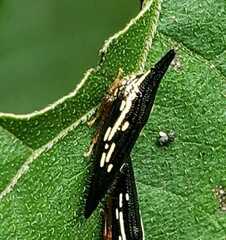 Polyglypta costata