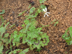Pelargonium elongatum
