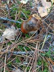 Cortinarius mucosus