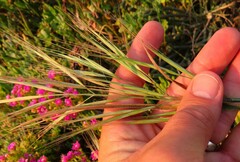 Bromus diandrus