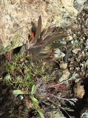 Dudleya