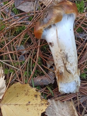 Cortinarius mucosus