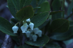 Gaultheria insana