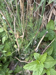 Cyclospermum leptophyllum