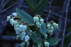 Gaultheria insana