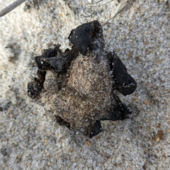 Scleroderma polyrhizum