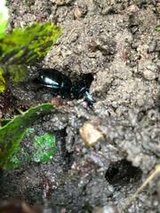 Anoplotrupes stercorosus