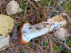 Cortinarius mucosus