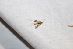 Synanthedon acerni