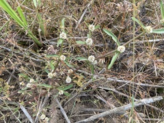 Alternanthera ficoidea