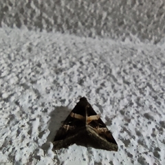 Melipotis perpendicularis