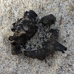 Scleroderma polyrhizum