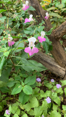 Impatiens balfourii