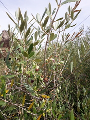 Olea europaea europaea