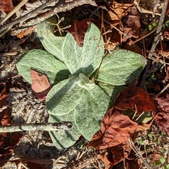 Antennaria plantaginifolia