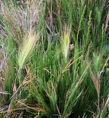 Hordeum murinum