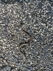 Storeria dekayi