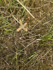Dactyloctenium aegyptium